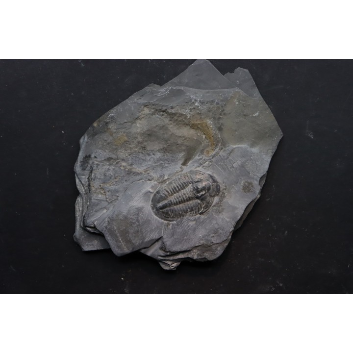Asaphiscus Wheeleri