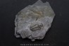 Asaphiscus Wheeleri