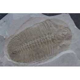 Bathyuriscus fimbriatus