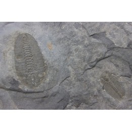 Bathyuriscus fimbriatus