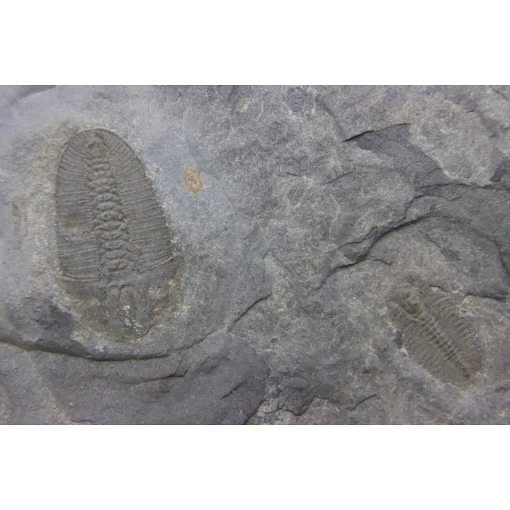 Bathyuriscus fimbriatus