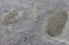 Bathyuriscus fimbriatus