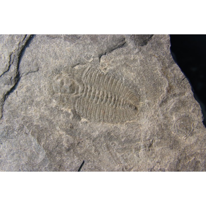 Bathyuriscus fimbriatus