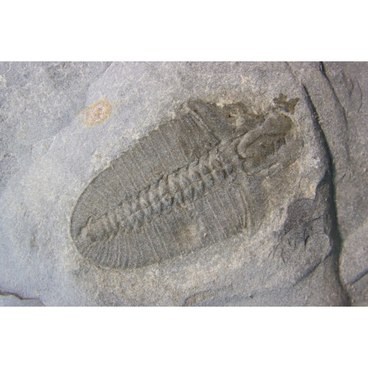Bathyuriscus fimbriatus