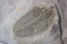 Bathyuriscus fimbriatus