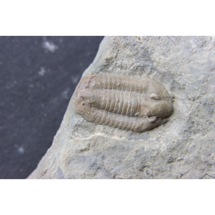 Comptonaspis swallowi