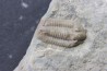 Comptonaspis swallowi
