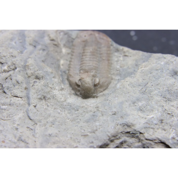 Comptonaspis swallowi