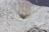 Comptonaspis swallowi