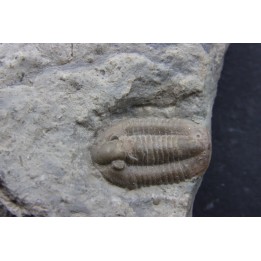 Comptonaspis swallowi