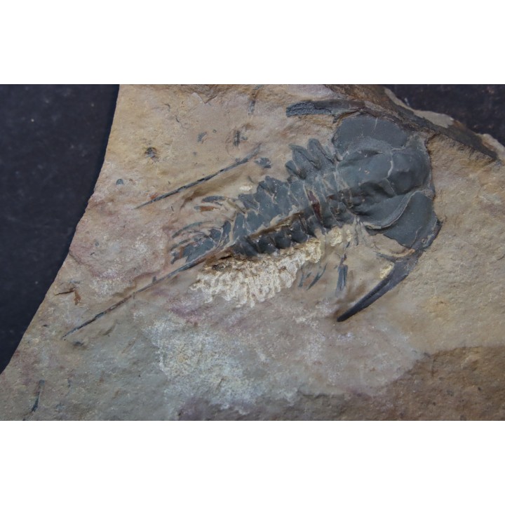 Zacanthoides typicalis - middle cambrien - Nevada - USA