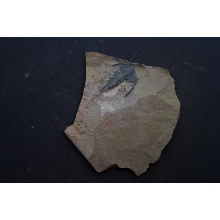 Zacanthoides typicalis - middle cambrien - Nevada - USA