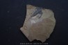 Zacanthoides typicalis - middle cambrien - Nevada - USA