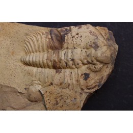 Nephrolenellus geniculatus - Lower cambrian -  Nevada - USA