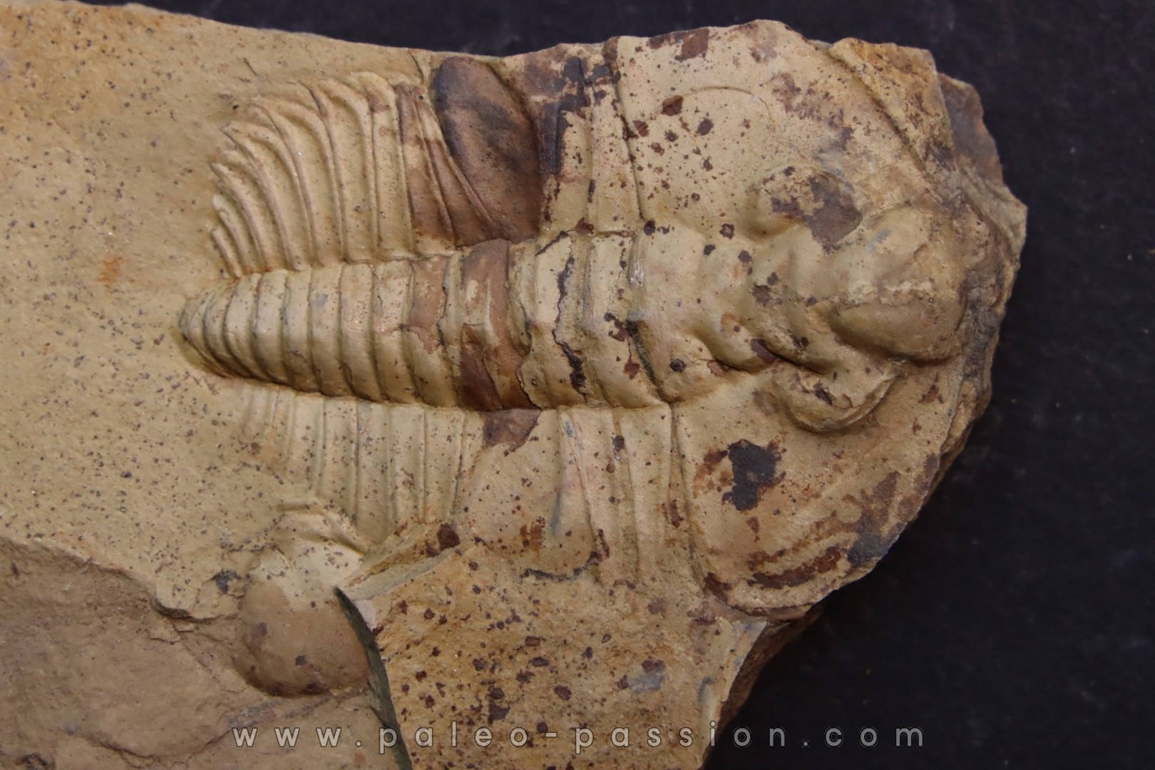 Nephrolenellus geniculatus - Lower cambrian - Nevada - USA