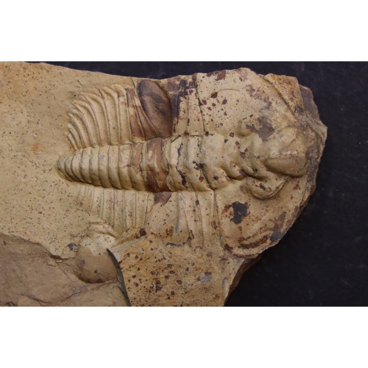 Nephrolenellus geniculatus - Lower cambrian -  Nevada - USA