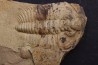 Nephrolenellus geniculatus - Lower cambrien -  Nevada - USA