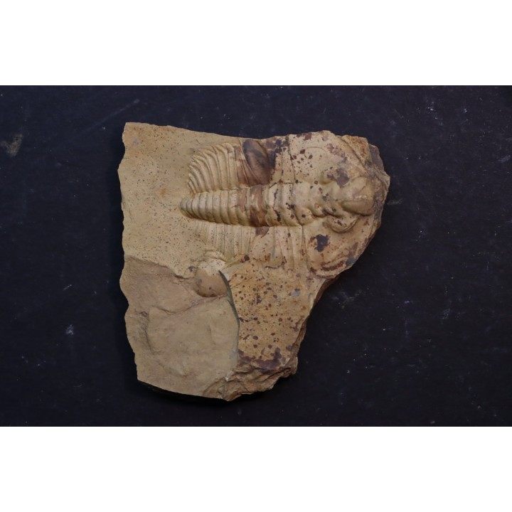 Nephrolenellus geniculatus - Lower cambrian -  Nevada - USA