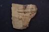 Nephrolenellus geniculatus - Lower cambrian - Nevada - USA