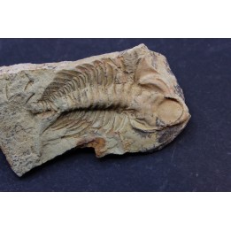 Teresellus Goldfieldensis - cambrien - Nevada - USA