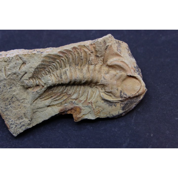 Teresellus Goldfieldensis - cambrien - Nevada - USA