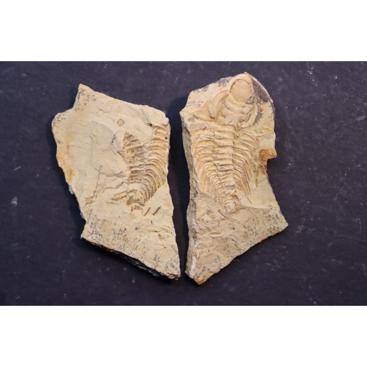 Teresellus Goldfieldensis - cambrien - Nevada - USA