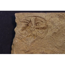 Teresellus Goldfieldensis - cambrien - Nevada - USA