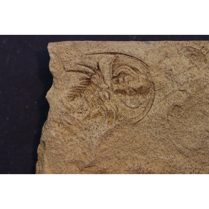 Teresellus Goldfieldensis - cambrien  -  Nevada - USA