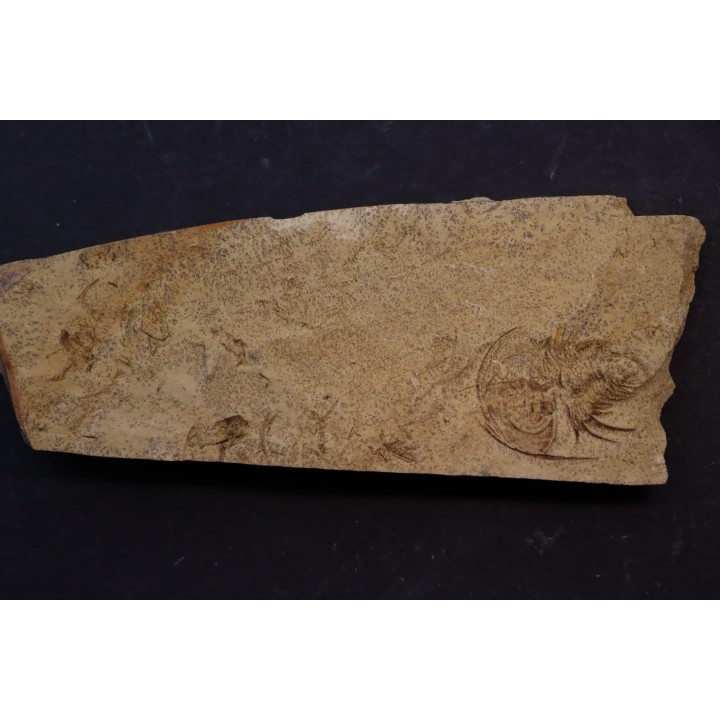 Teresellus Goldfieldensis - cambrien  -  Nevada - USA