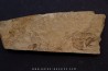 Teresellus Goldfieldensis - cambrien - Nevada - USA