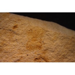 Megagnostus glandiformis - middle cambrian - Tasmania - AUSTRALIA