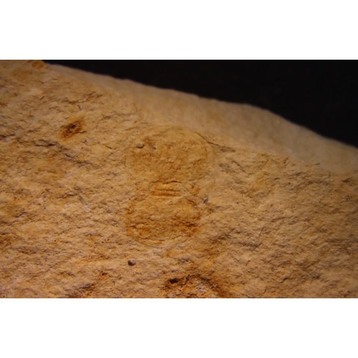 Megagnostus glandiformis - cambrien moyen - Tasmanie - AUSTRALIE