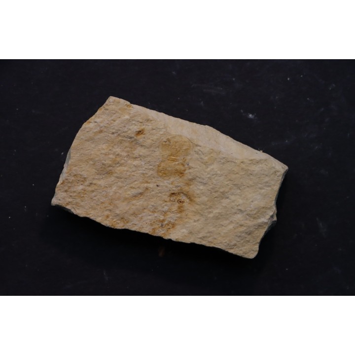 Megagnostus glandiformis - cambrien moyen - Tasmanie - AUSTRALIE