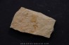 Megagnostus glandiformis - middle cambrian - Tasmania - AUSTRALIA