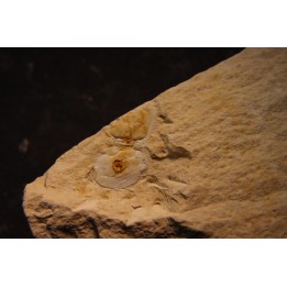 Megagnostus glandiformis - cambrien moyen - Tasmanie - AUSTRALIE