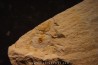 Megagnostus glandiformis - cambrien moyen - Tasmanie - AUSTRALIE