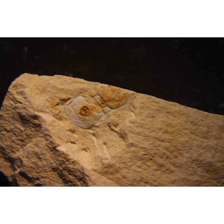 Megagnostus glandiformis - middle cambrian - Tasmania - AUSTRALIA