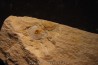 Megagnostus glandiformis - middle cambrian - Tasmania - AUSTRALIA