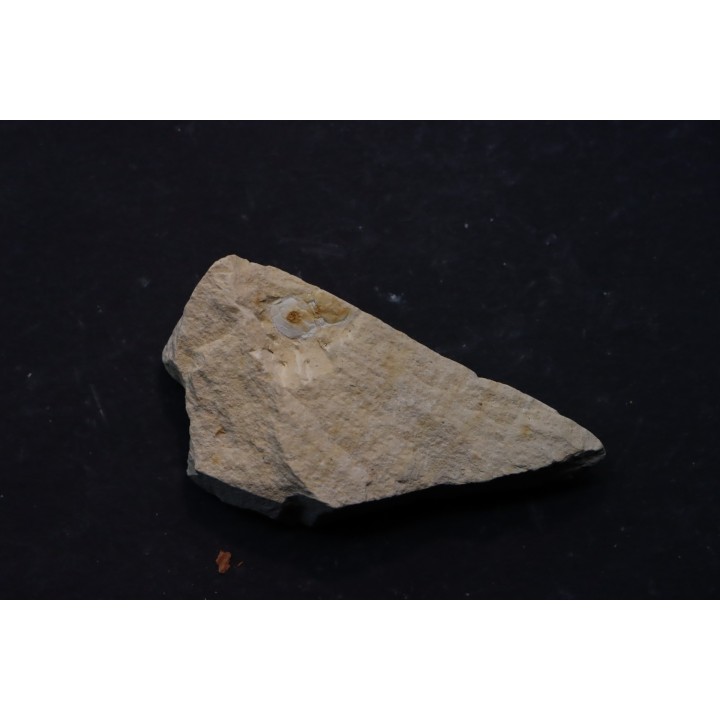 Megagnostus glandiformis - cambrien moyen - Tasmanie - AUSTRALIE