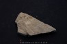Megagnostus glandiformis - cambrien moyen - Tasmanie - AUSTRALIE