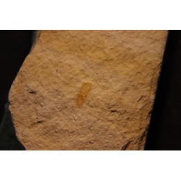 Megagnostus glandiformis - cambrien moyen - Tasmanie - AUSTRALIE