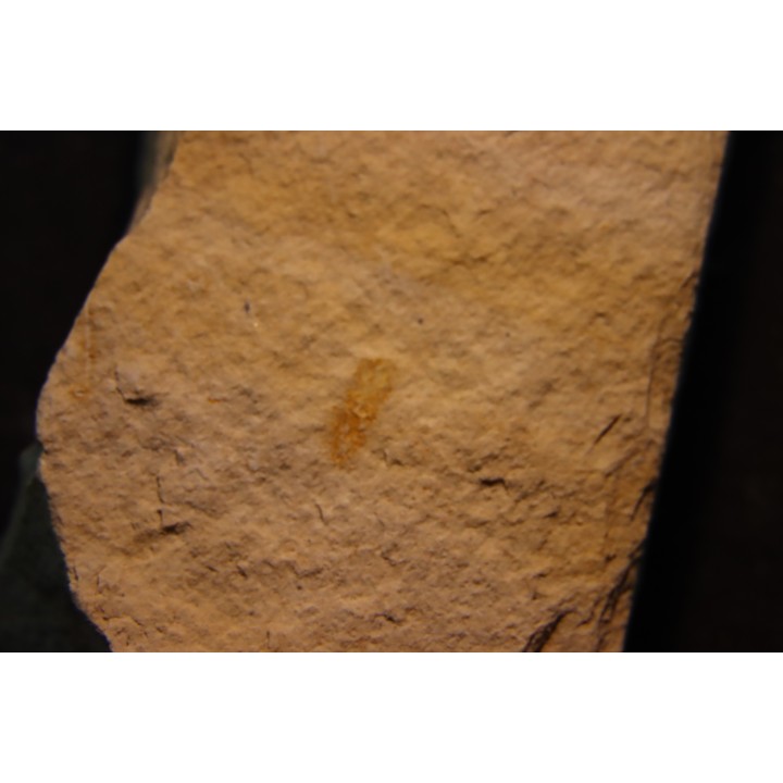 Megagnostus glandiformis - middle cambrian - Tasmania - AUSTRALIA