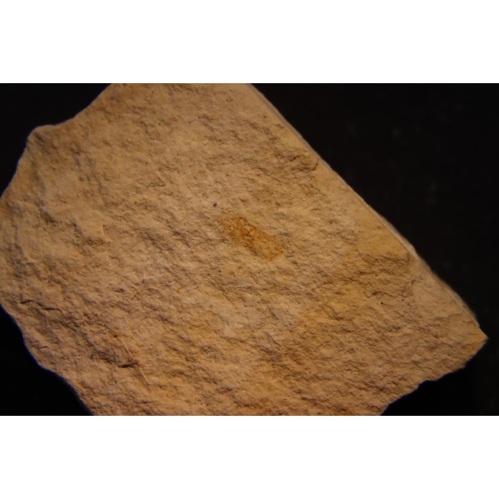 Megagnostus glandiformis - cambrien moyen - Tasmanie - AUSTRALIE