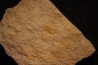 Megagnostus glandiformis - middle cambrian - Tasmania - AUSTRALIA