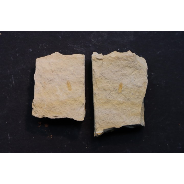 Megagnostus glandiformis - cambrien moyen - Tasmanie - AUSTRALIE