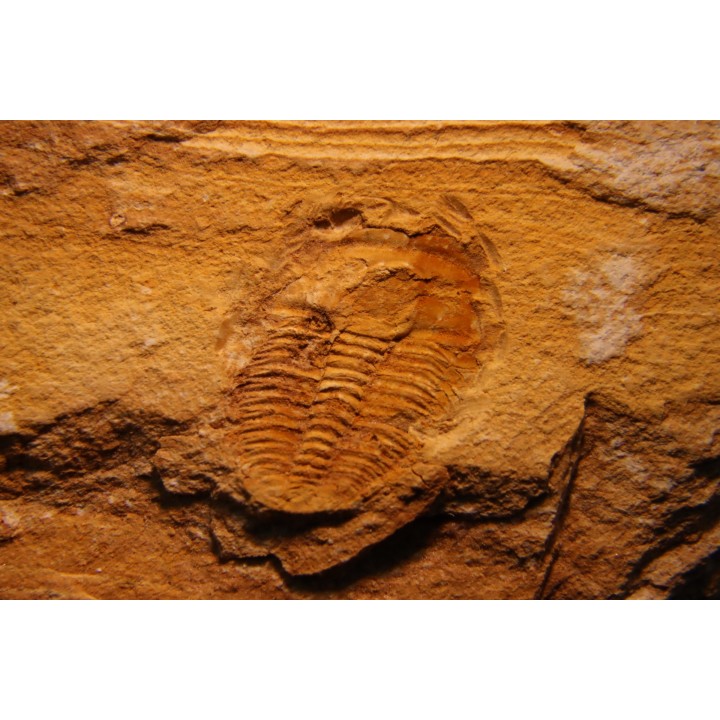 Asthenopsis conandersoni - middle cambrian - Tasmania - AUSTRALIA
