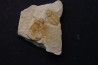 Asthenopsis conandersoni - middle cambrian - Tasmania - AUSTRALIA