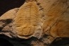 Asthenopsis conandersoni - middle cambrian - Tasmania - AUSTRALIA