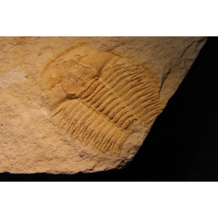 Asthenopsis conandersoni - middle cambrian - Tasmania - AUSTRALIA