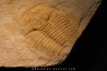 Asthenopsis conandersoni - cambrien moyen - Tasmanie - AUSTRALIE